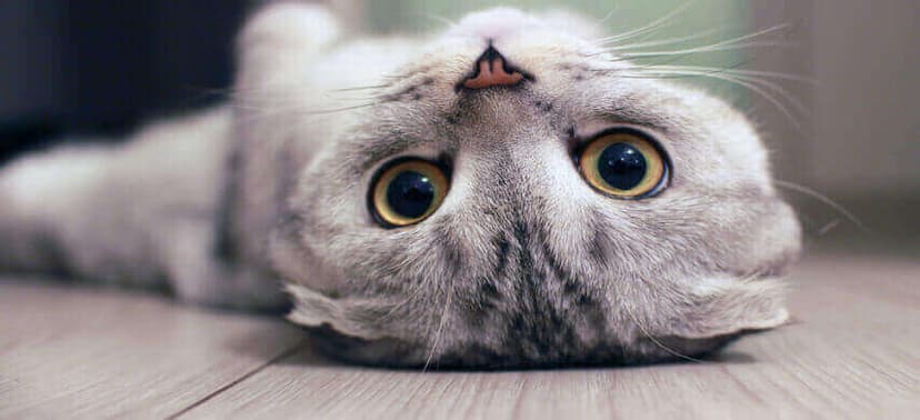 Best Deals for Your Pampered Cat