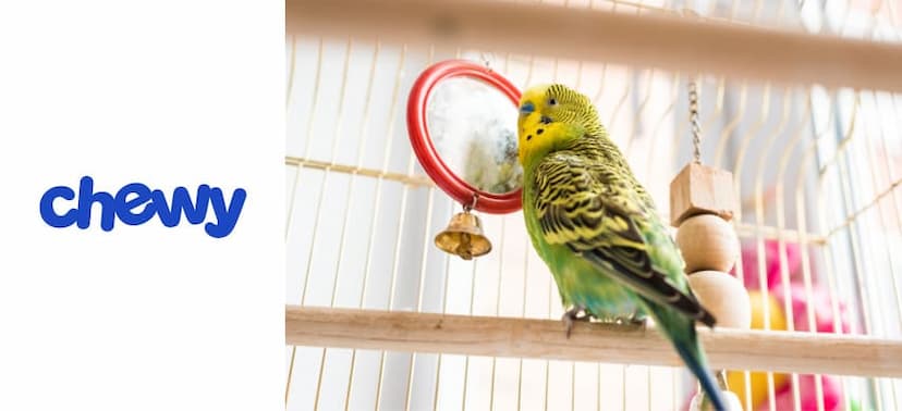 How To Clean Your Bird Cage? Your Dos & Don'ts Guide