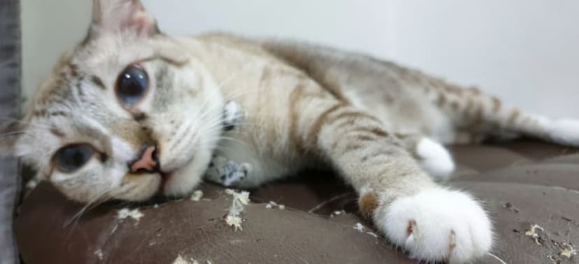 How To Keep Cats From Scratching Furniture