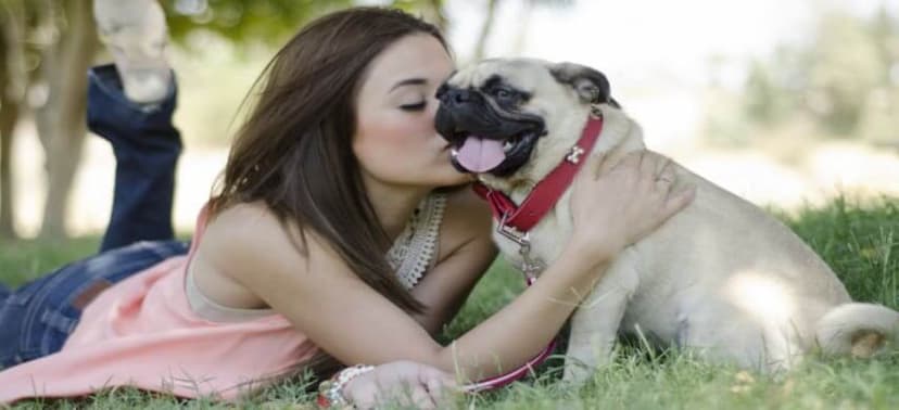 Best Dog Collars, Tested & Reviewed 