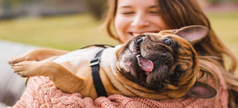 Best Deals for Your Precious Dog