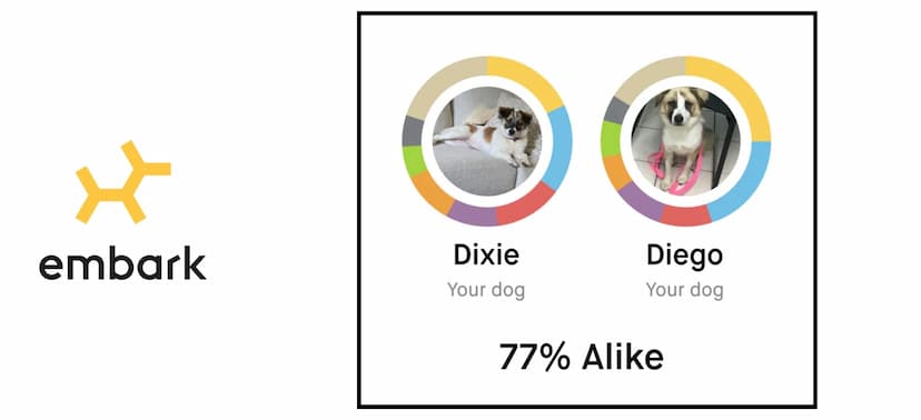 Why Do Dog Breeders Need to Embark on Dog DNA Tests?