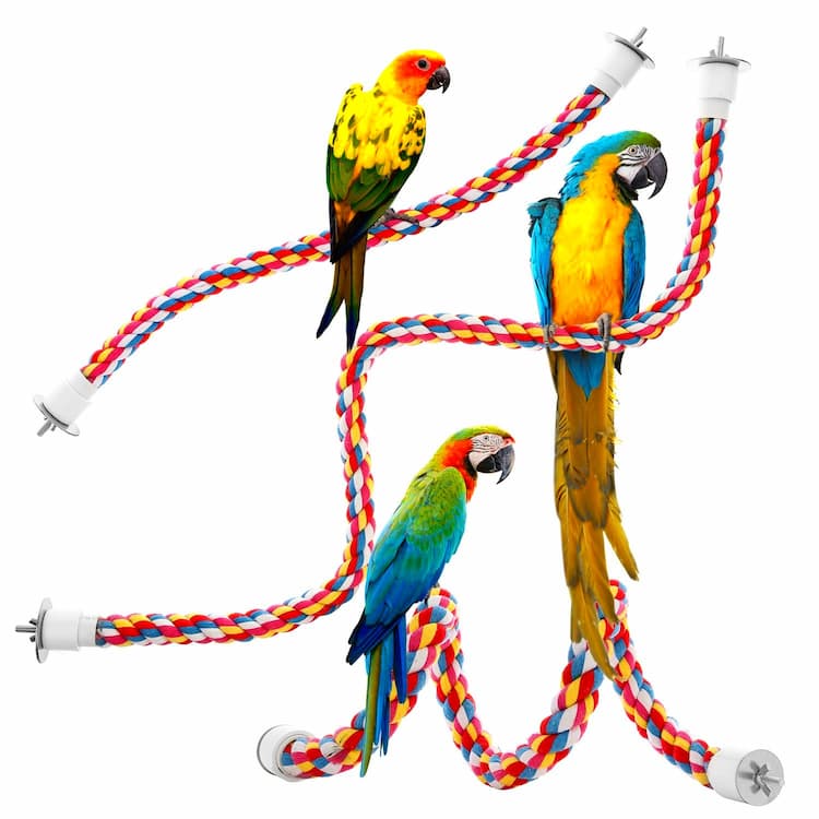 Bird Toys