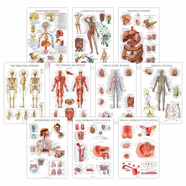 Science Education Charts & Posters