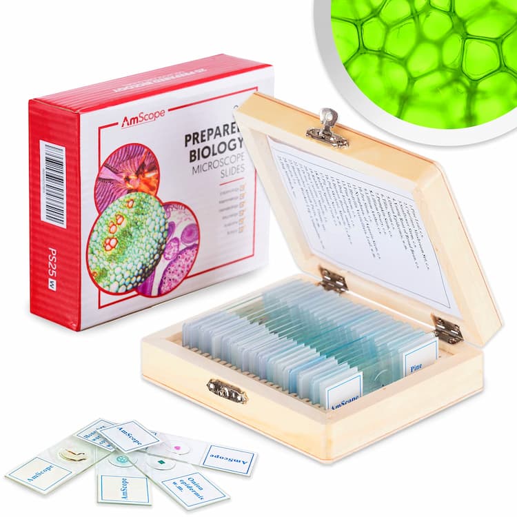 Microscope Sample Slides