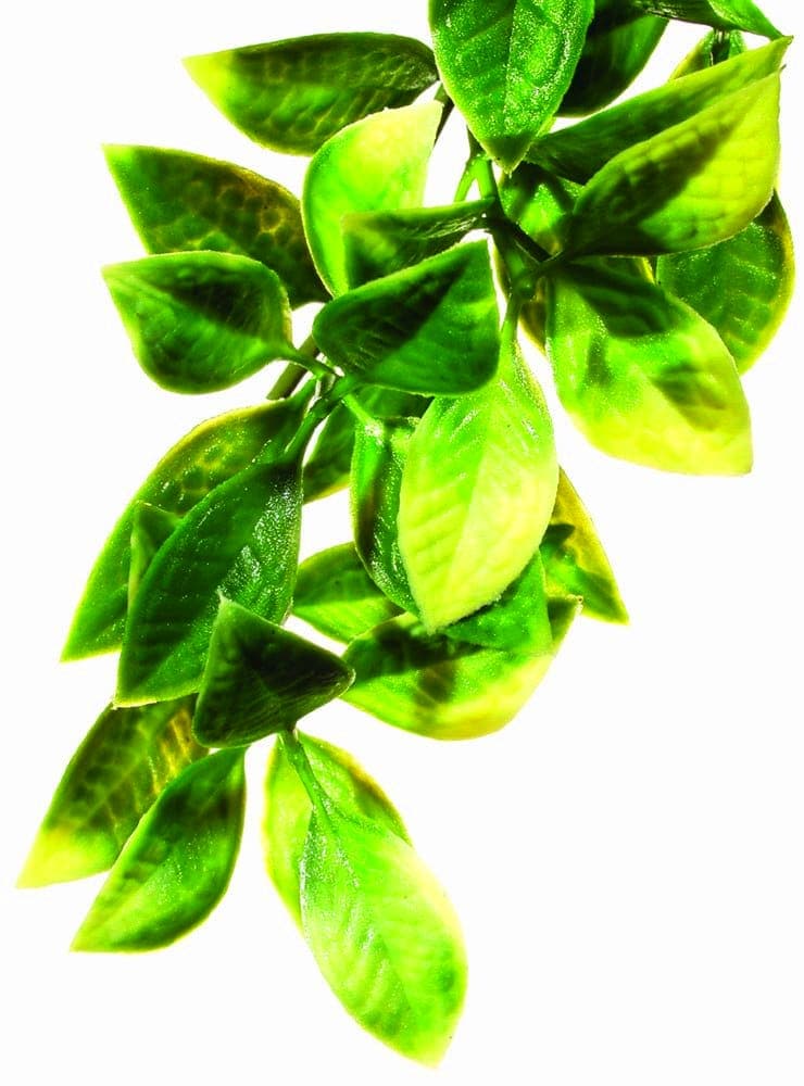 Reptile & Amphibian Habitat Plants