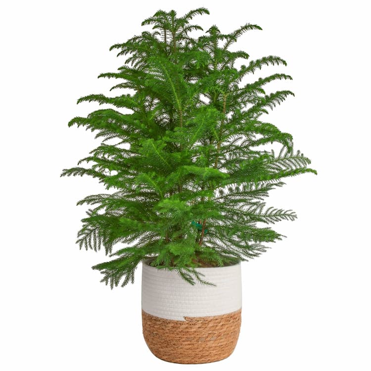 Tree Plants & Seeds