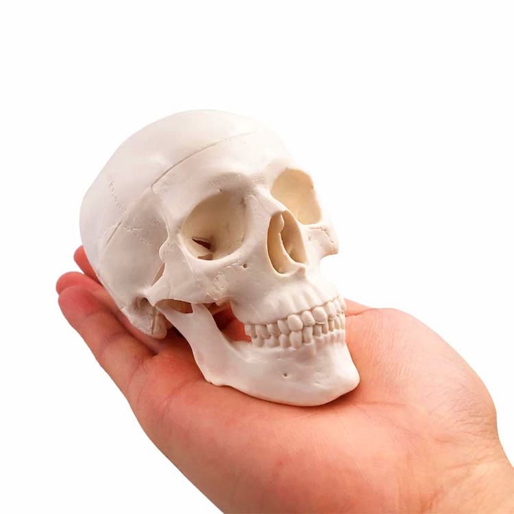 Animal Anatomical Models