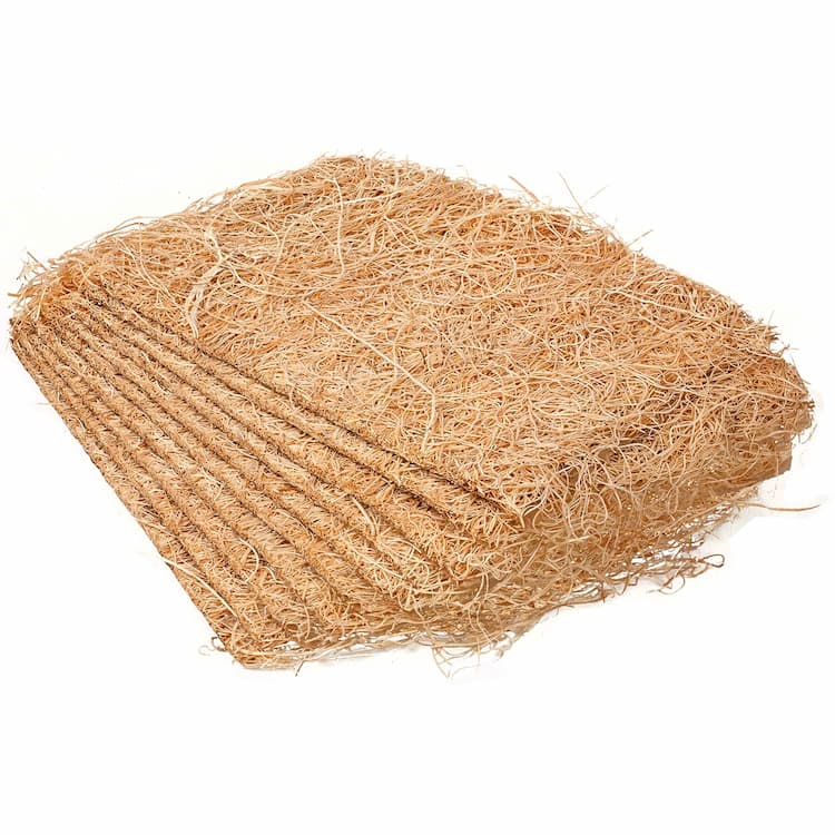 Bird Nests