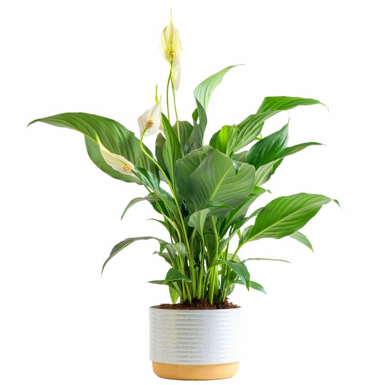 Flower Plants & Seeds