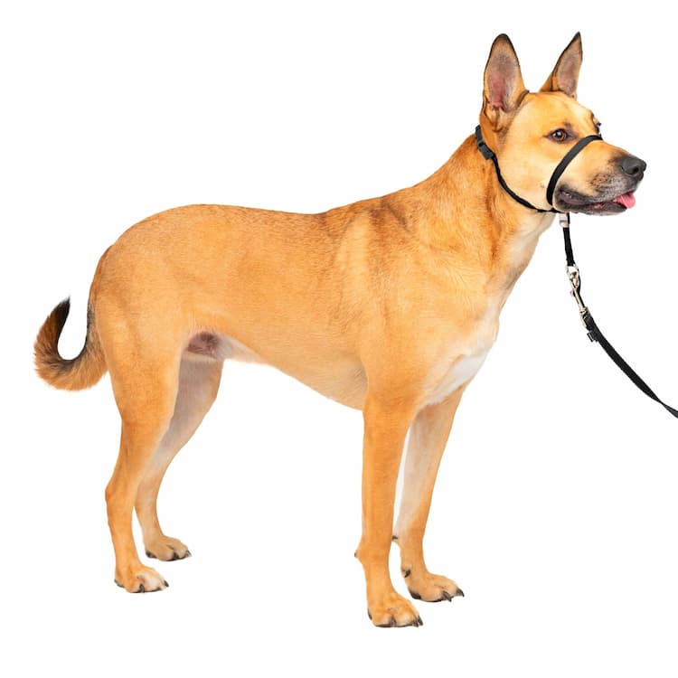 Headcollars