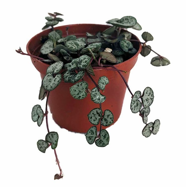 Vine Plants