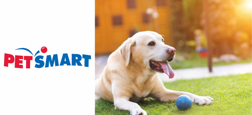 Can Outdoor Gear Keep Up with Adventurous Pets?