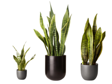 Sill Houseplants