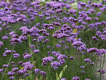 Garden Ideas from Primrose